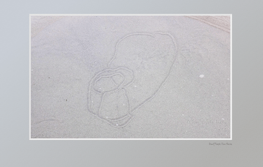 Underwater tracks left by Dwarf Purple Olive snail